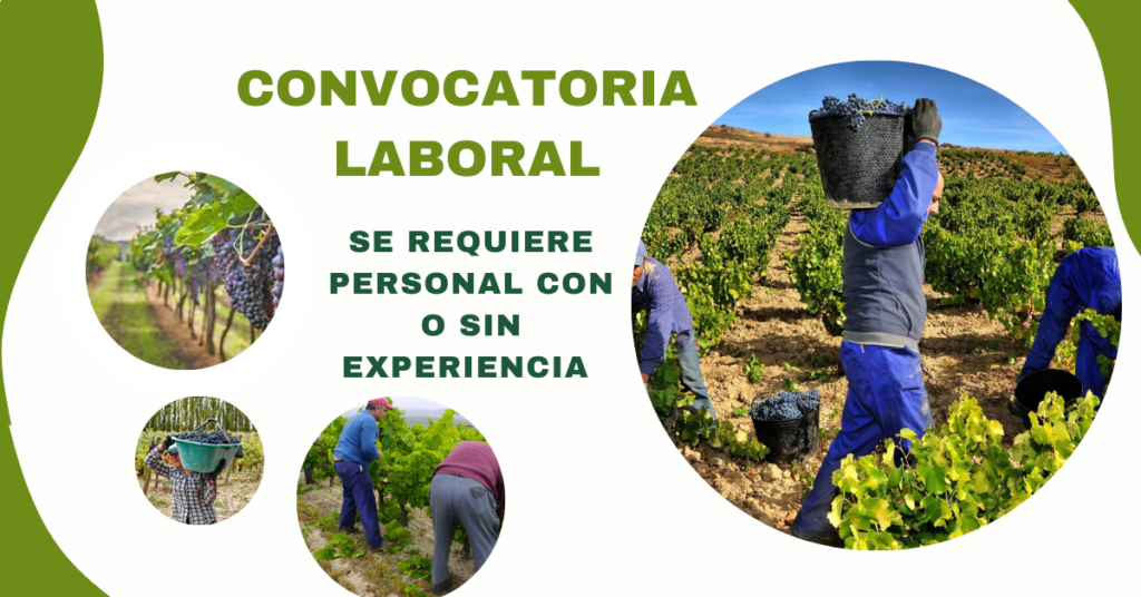 EMPLEADOS PARA VIÑEDO Y BODEGA